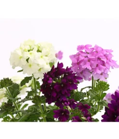 Eisenkraut-Trio -Compo Verkaufsgeschäft 8827388 WE DE 001 EisenkrautVerbenaHybrideTrioT13OWDehnerExpressHerzig