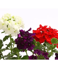 Eisenkraut-Trio -Compo Verkaufsgeschäft 8827388 WE DE 002 EisenkrautVerbenaHybrideTrioT13OWDehnerExpressHerzig