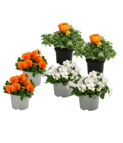 Beet- & Balkonpflanzen-Set Oranger Frühling, 6-teilig