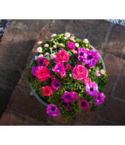 Beet- & Balkonpflanzen-Set Rosa Frühling, 6-teilig -Compo Verkaufsgeschäft 8827982 WE MO 001 BBSetFruehjahrRosa