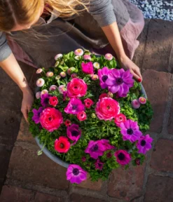 Beet- & Balkonpflanzen-Set Rosa Frühling, 6-teilig -Compo Verkaufsgeschäft 8827982 WE MO 003 BB SetFruehjahrRosa