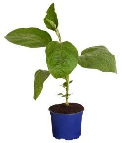 Neue Produkte -Compo Verkaufsgeschäft 8830051 WE FS 001 AubergineCarmenT12DehnerExpressZS