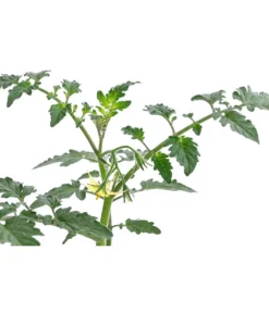 Zuckertomate, Orange -Compo Verkaufsgeschäft 8830101 WE DE 003 ZuckertomateOrangeResistent