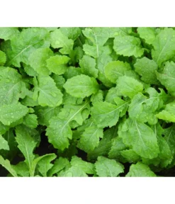 Bio Wasabi Rauke Im Pottburri®-Topf -Compo Verkaufsgeschäft 8830291 WE FS 003 BioPBWasabiRauke