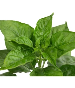 Chili 'Habanero', Rot -Compo Verkaufsgeschäft 8830333 WE DE 002 ChiliHabaneroRot