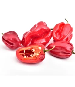 Chili 'Habanero', Rot -Compo Verkaufsgeschäft 8830333 WE FS 001 ChiliHabaneroRot