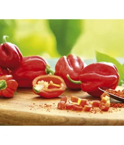 Chili 'Habanero', Rot
