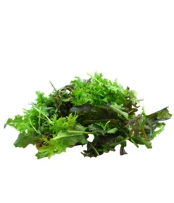 Bio Asia Wildkräuter Im Pottburri®-Topf -Compo Verkaufsgeschäft 8830473 WE DE 002 BioPBAsiaWildkraeuter