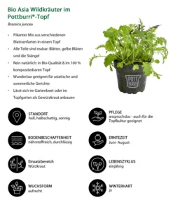 Bio Asia Wildkräuter Im Pottburri®-Topf -Compo Verkaufsgeschäft 8830473 WE IG 001 BioAsiaWildkraeuterimPottburriTopf