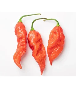 Geisterchili -Compo Verkaufsgeschäft 8830630 WE DE 001 IndischerGeisterchili