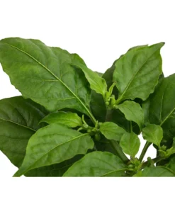 Geisterchili -Compo Verkaufsgeschäft 8830630 WE DE 002 IndischerGeisterchili