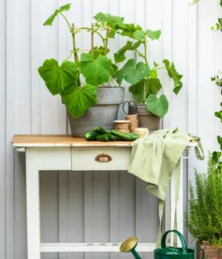 Bioland Gurke, Veredelt -Compo Verkaufsgeschäft 8830663 WE MO 002 Gurke CucurbitaePepoZucchiniGruen 1