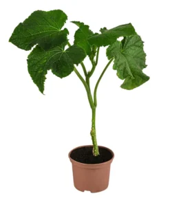 Neue Produkte -Compo Verkaufsgeschäft 8830788 WE FS 001 Schlangengurke