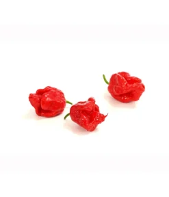Chili 'Carolina Reaper' -Compo Verkaufsgeschäft 8831133 PR DE 002 ChiliPeperoniCarolinaReaperCapsicumChinenseT12DehnerExpressHerzig