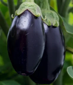 Aubergine -Compo Verkaufsgeschäft 8831380 WE DE 001 SolanumAubergine