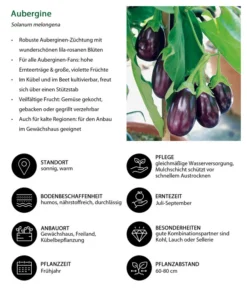 Aubergine -Compo Verkaufsgeschäft 8831380 WE IG 001 Aubergine