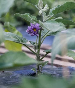 Aubergine -Compo Verkaufsgeschäft 8831380 WE MO 002 SolanumAubergineBluete