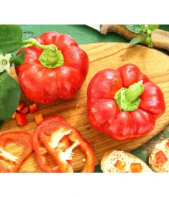 Dehner Gourmet Garten Tomatenpaprika