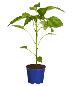 Neue Produkte -Compo Verkaufsgeschäft 8831562 WE FS 001 PaprikaTommyT12DehnerExpressZS