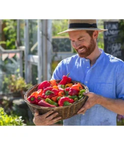 Spitzpaprika, Rot -Compo Verkaufsgeschäft 8831588 8833501 8831034 8831687 8831125 8830382 WE MO 001 Titel GC07 2020 02 PaprikaSpitzpaprikaSnackpaprikaPeproniPiriPiri