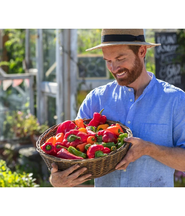 Spitzpaprika, Rot – Bild 3