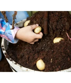 TomTato® Tomatenkartoffel -Compo Verkaufsgeschäft 8832859 WE DE 009 TomtatoTomoffel