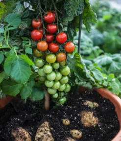 TomTato® Tomatenkartoffel -Compo Verkaufsgeschäft 8832859 WE MO 004 TomtatoTomoffel