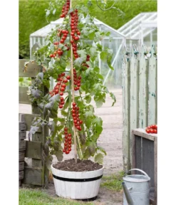 TomTato® Tomatenkartoffel -Compo Verkaufsgeschäft 8832859 WE MO 007 TomtatoTomoffel