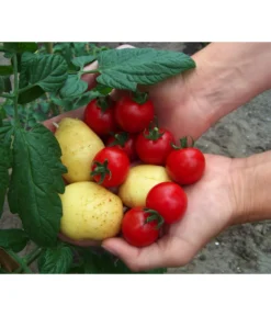 TomTato® Tomatenkartoffel -Compo Verkaufsgeschäft 8832859 WE MO 010 TomtatoTomoffel