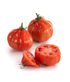 Ochsenherztomate 'Fleurette' -Compo Verkaufsgeschäft 8832883 WE DE 001 Ochsenherztomate