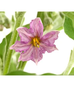 Pick-&-Joy® Aubergine Mit Früchten -Compo Verkaufsgeschäft 8838047 WE DE 001 PickandJoyAubergineT14