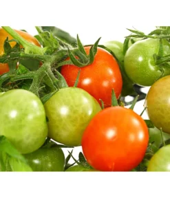 Pick-a-Tom® Cocktailtomate Mit Früchten, Rot -Compo Verkaufsgeschäft 8838757 WE DE 001 PickaTomCherrytomateRotT14