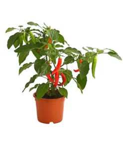 Pick-a-Hot Pep® Peperoni Mit Früchten