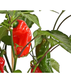 Pick-a-Pep® Snackpaprika Mit Früchten -Compo Verkaufsgeschäft 8838823 SnackpaprikaRotMitFrucht