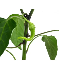 Türkische Peperoni -Compo Verkaufsgeschäft 8839094 WE DE 001 TuerkischerPeperon