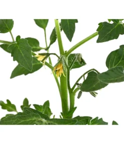 Tomate 'Previa' -Compo Verkaufsgeschäft 8839136 WE DE 001 TomatePrevia