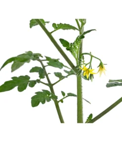 Cherrytomate 'Pepe' -Compo Verkaufsgeschäft 8839243 WE DE 001 CherrytomateRot