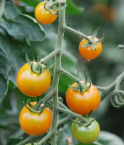 Cherrytomate 'Sungold' -Compo Verkaufsgeschäft 8839326 WE DE 001 TomateSungoldGelbCherrytomate