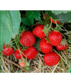 Erdbeere 'HUMMI® Rimona'