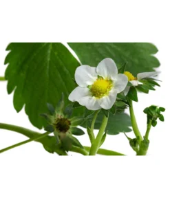 Erdbeerampel -Compo Verkaufsgeschäft 8840753 WE DE 001 FragariaErdbeerampelT20