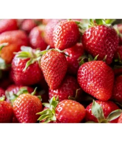 XXL Erdbeere 'Korona'
