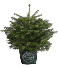 Nordmann-Tanne, Ca. 40-60 Cm, Im Topf Gewachsen