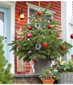 Nordmann-Tanne, Ca. 40-60 Cm, Im Topf Gewachsen -Compo Verkaufsgeschäft 8995763 WE MO 011 AbiesNordmannianaNordmanntanneWeihnachtsshooting 2015