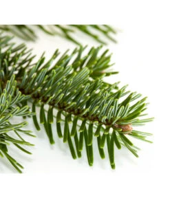 Nordmann-Tanne, Ca. 100-150 Cm, Gesägt -Compo Verkaufsgeschäft 8995896 BildD 001 Nordmanntanne