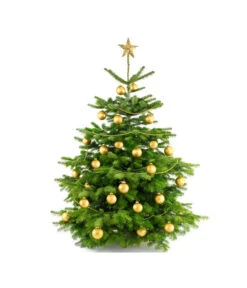 Nordmann-Tanne, Ca. 100-150 Cm, Gesägt -Compo Verkaufsgeschäft 8996480 BildFS 004 AbiesNordmannStandard