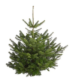 Nordmann-Tanne, Ca. 100-150 Cm, Gesägt