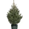Serbische Fichte, Ca. 100-125 Cm, Im Topf Gewachsen