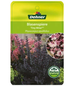 Blasenspiere 'Tiny Wine' -Compo Verkaufsgeschäft BlasenspiereTinyWine Etikett 1