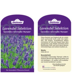 Lavendel 'Olympia' -Compo Verkaufsgeschäft LavendelOlympia