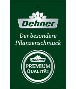 Schmetterlingsorchidee - Phalaenopsis Cultivars 'Umbrella', Verschiedene Sorten -Compo Verkaufsgeschäft PremiumPhalaenopsis Phala 04052016 1